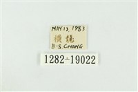 黑翅黃毒蛾藏品圖，第3張