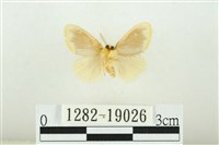 黑翅黃毒蛾藏品圖，第2張