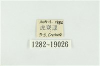 黑翅黃毒蛾藏品圖，第3張