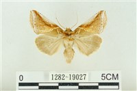 印華波紋蛾藏品圖，第1張