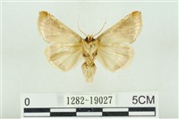 印華波紋蛾藏品圖，第2張