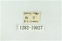 印華波紋蛾藏品圖，第3張