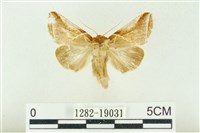 印華波紋蛾藏品圖，第1張