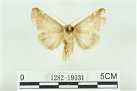 印華波紋蛾藏品圖，第2張