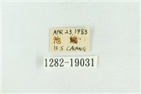 印華波紋蛾藏品圖，第3張