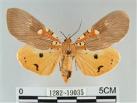 登錄號:001282-19035藏品圖，第1張