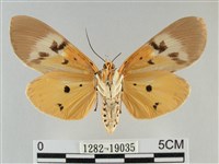 登錄號:001282-19035藏品圖，第2張