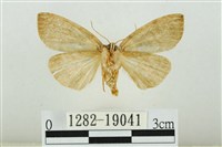 藹環波紋蛾藏品圖，第2張