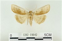 臺洒波紋蛾藏品圖，第1張