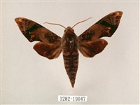 斜帶天蛾藏品圖，第1張