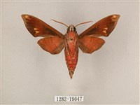 斜帶天蛾藏品圖，第2張