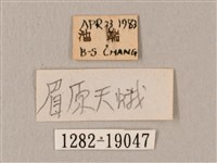 斜帶天蛾藏品圖，第3張