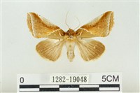 印華波紋蛾藏品圖，第1張