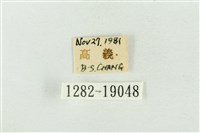 印華波紋蛾藏品圖，第3張