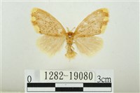 黑翅黃毒蛾藏品圖，第1張