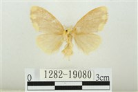 黑翅黃毒蛾藏品圖，第2張