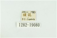 黑翅黃毒蛾藏品圖，第3張