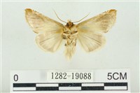 印華波紋蛾藏品圖，第2張