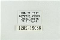 印華波紋蛾藏品圖，第3張