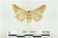 印華波紋蛾藏品圖，第2張