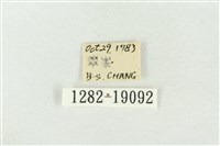 印華波紋蛾藏品圖，第3張