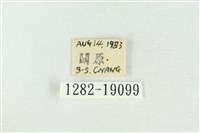 印華波紋蛾藏品圖，第3張