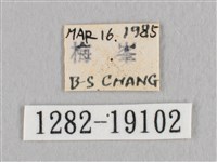 銀端帶鉤蛾藏品圖，第3張
