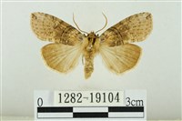 藹環波紋蛾藏品圖，第1張