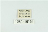 藹環波紋蛾藏品圖，第3張