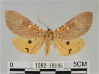 登錄號:001282-19105藏品圖，第1張