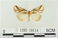 素木氏美波紋蛾藏品圖，第1張