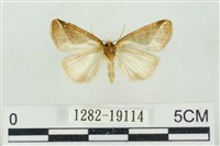 素木氏美波紋蛾藏品圖，第2張