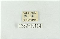 素木氏美波紋蛾藏品圖，第3張