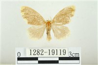 黑翅黃毒蛾藏品圖，第1張