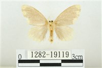 黑翅黃毒蛾藏品圖，第2張