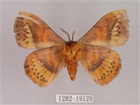 埔里帶蛾藏品圖，第2張