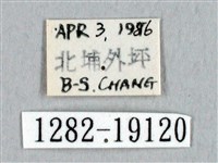 埔里帶蛾藏品圖，第3張