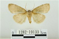 藹環波紋蛾藏品圖，第2張