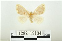 黑翅黃毒蛾藏品圖，第1張