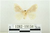 黑翅黃毒蛾藏品圖，第2張