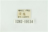 黑翅黃毒蛾藏品圖，第3張