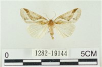 素木氏美波紋蛾藏品圖，第1張