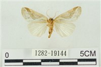 素木氏美波紋蛾藏品圖，第2張