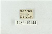 素木氏美波紋蛾藏品圖，第3張