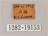 直翅斜紋天蛾藏品圖，第3張