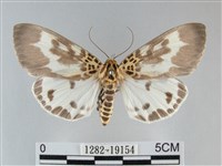 扭擬燈蛾藏品圖，第1張