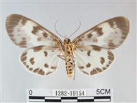 扭擬燈蛾藏品圖，第2張