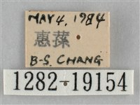 扭擬燈蛾藏品圖，第3張