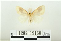 寬紋黃毒蛾藏品圖，第2張