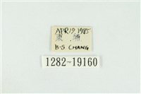 寬紋黃毒蛾藏品圖，第3張